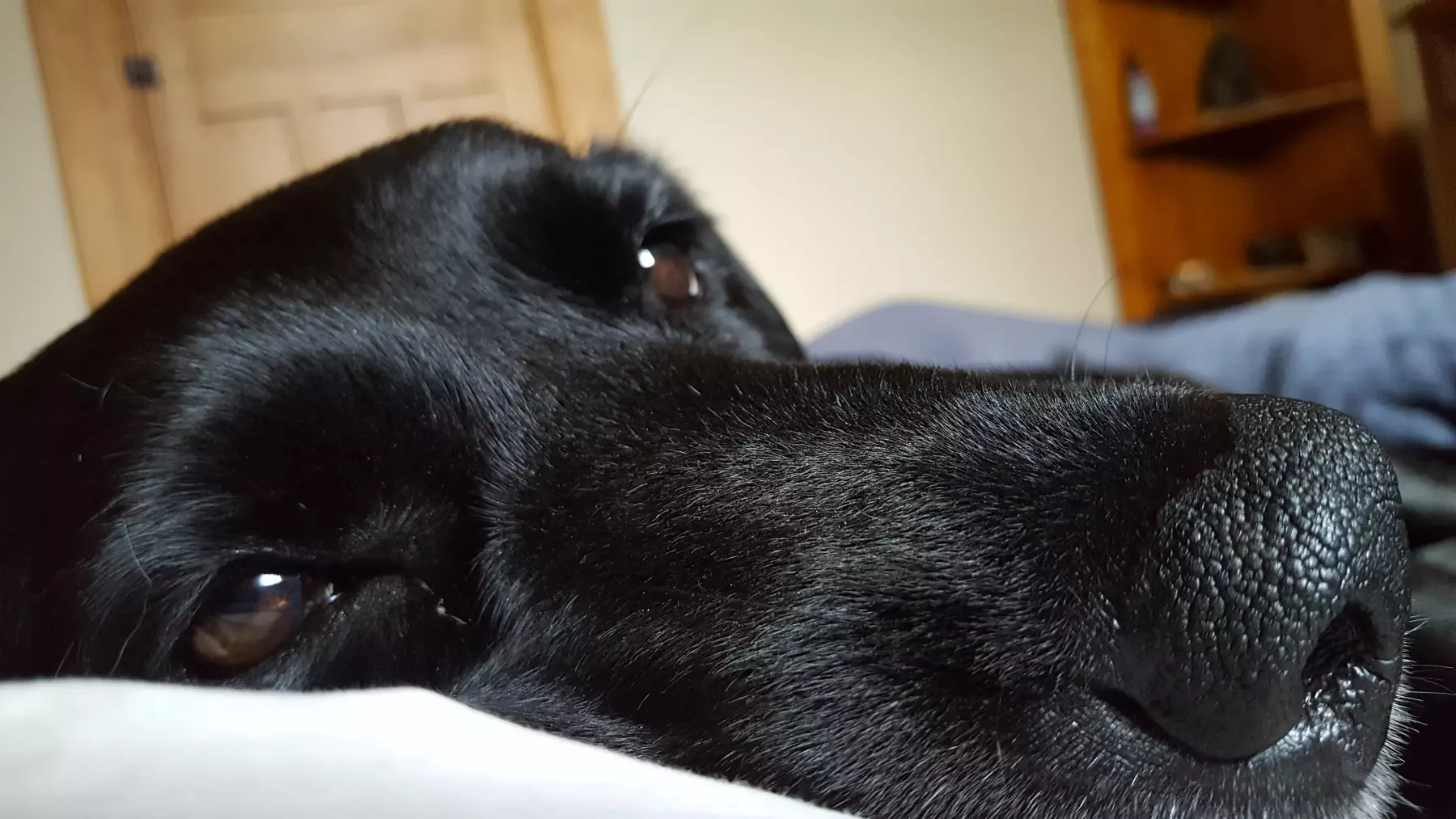 Close up photo of a black dog's sleepy face