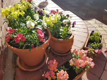 Terracotta flower pots filled with colourful flowers