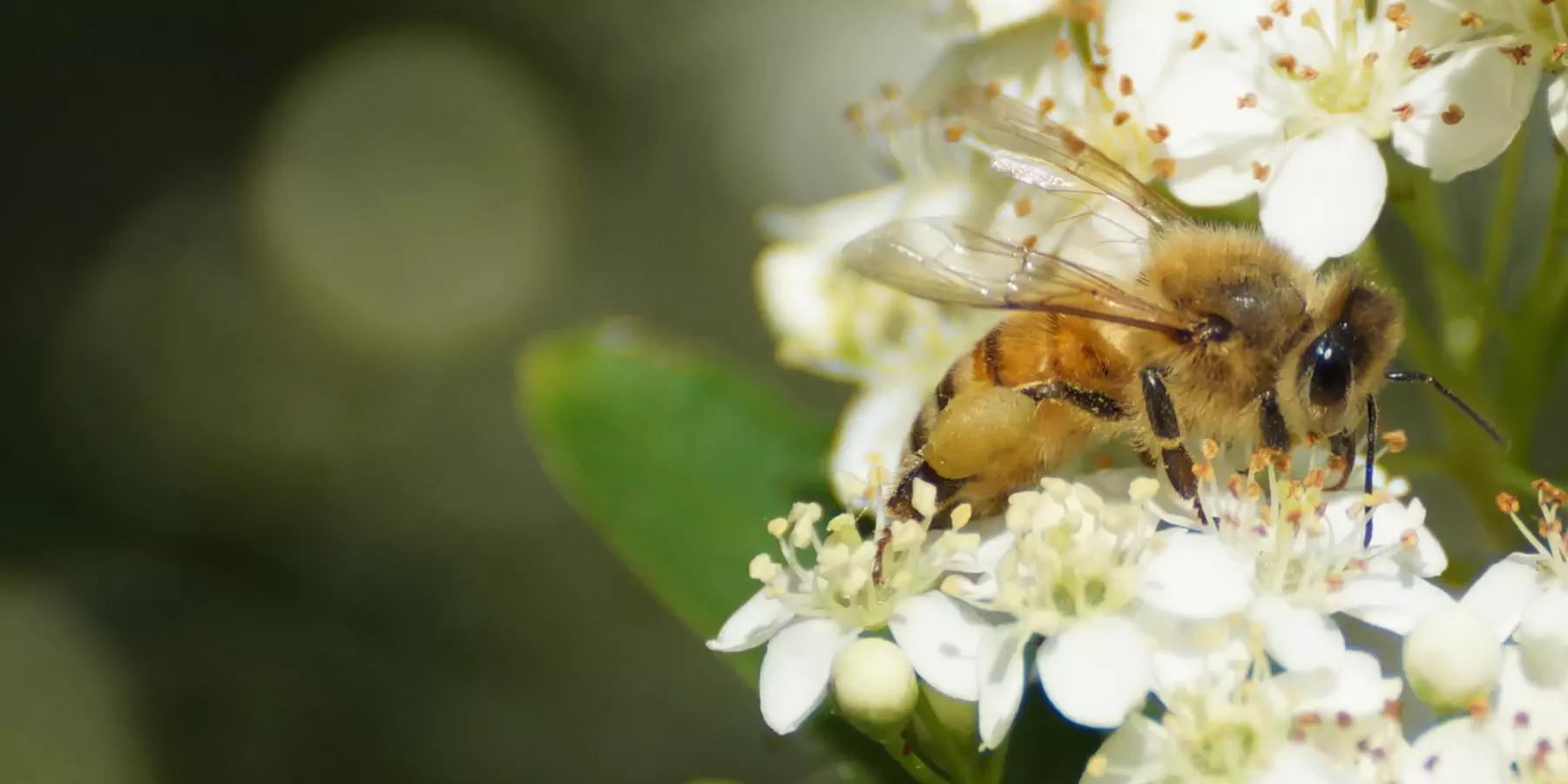 A bee grabbing some nectar from a bunch of pretty white flowers