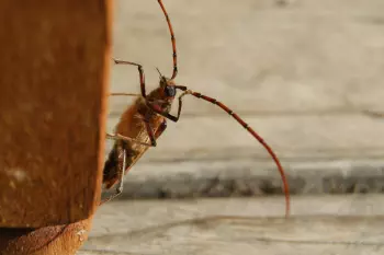 A waving bug on a chair