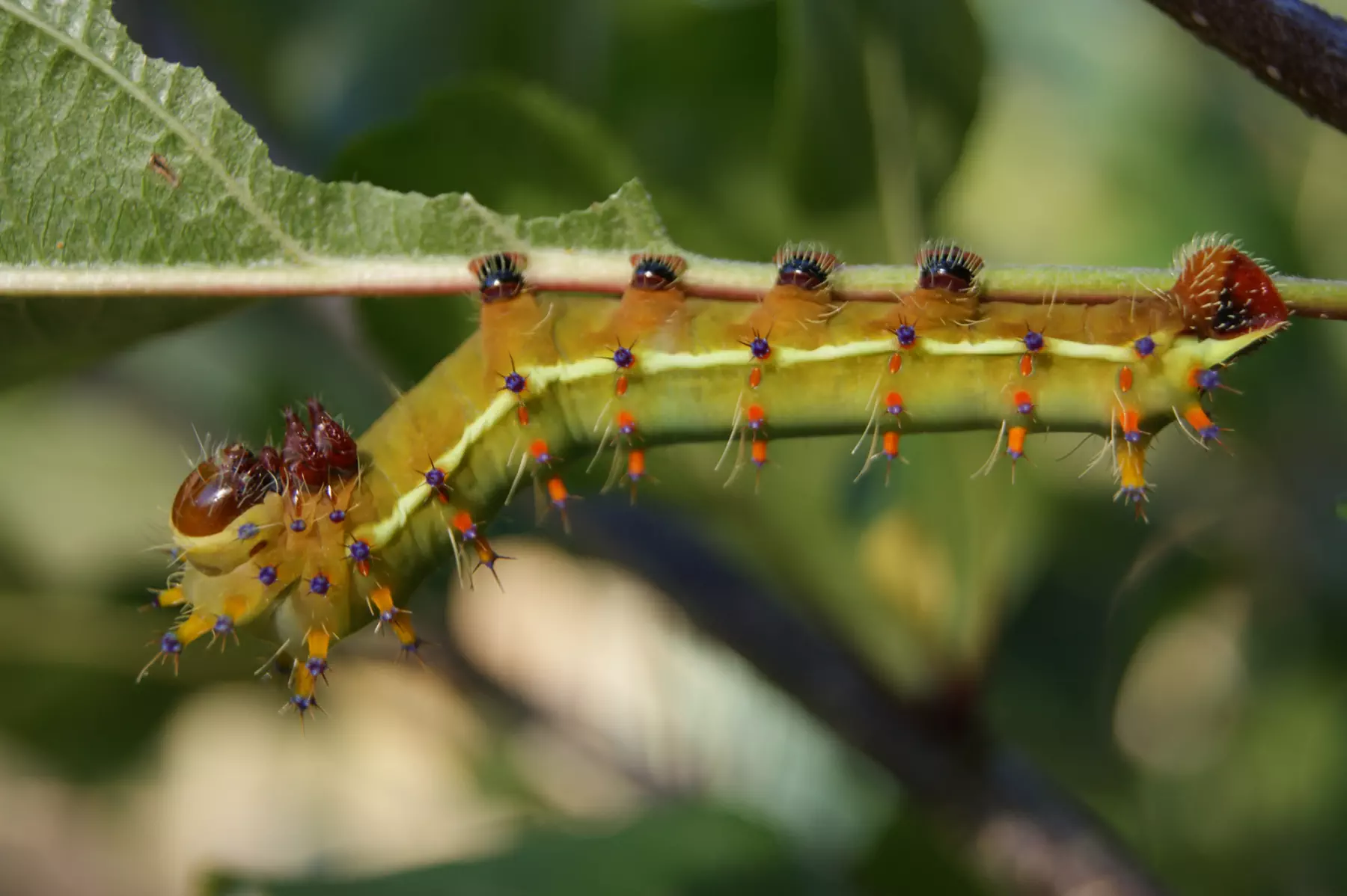 A close-up photo of am emperor gum moth caterpiller with very cute hairy feet