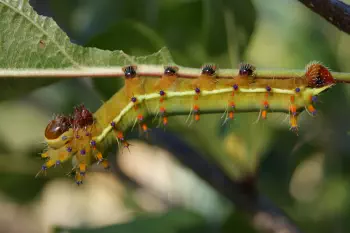 A hairy caterpillar eating an apple tree leaf