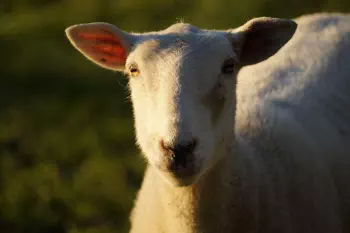 A very good mother sheep staring at the camera in anticiption of getting treats