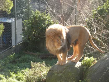 A rather magnificent lion standing on a rock