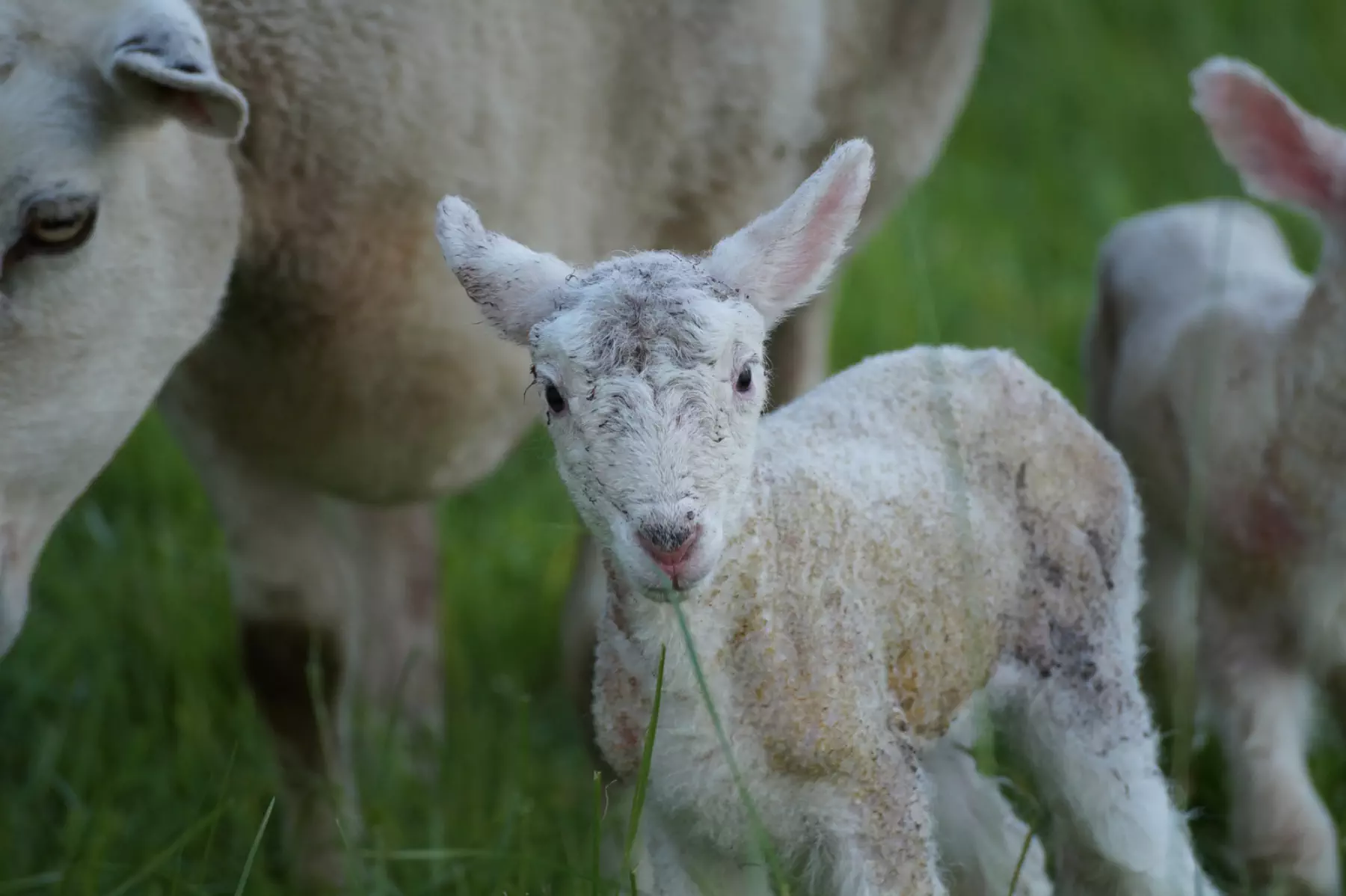 A grubby new born lamb staring quizzically at th camera